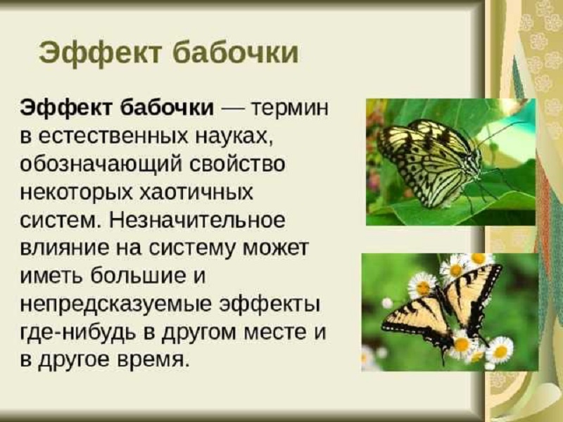 Эффект бабочки презентация. Теория бабочки. Эффект бабочки теория. Теория взмаха крыла бабочки. Сколько лет бабочке